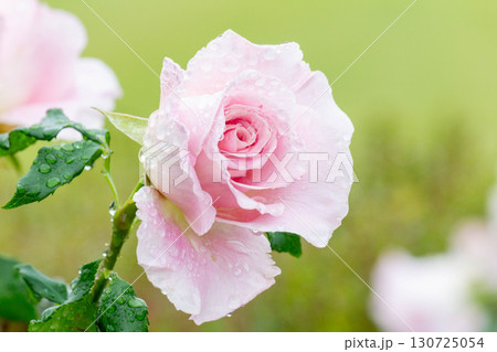 バラ（ピンクフレンチレース） 130725054