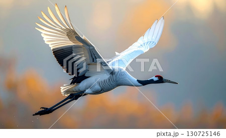 A white-winged black-winged stilt and a great grey heron flying together in the wild blue sky A white-winged black-winged stilt and a great grey heron flying together in the wild blue sky 130725146