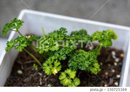 白い鉢に植えられた新鮮なパセリ 白い鉢に植えられた新鮮なパセリ 130725169