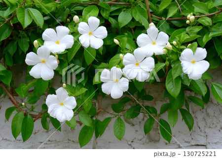Bridal bouquet creeping plant blooming with delicate white flowers 130725221
