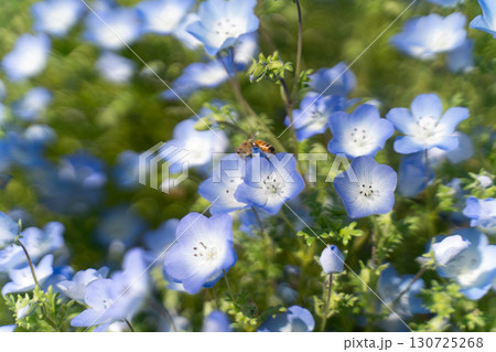 春のネモフィラと蜜を集める蜂② 130725268