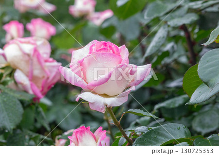 バラ（プリンセスドゥモナコ） 130725353