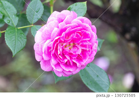 バラ（ブルーボーイ） 130725505