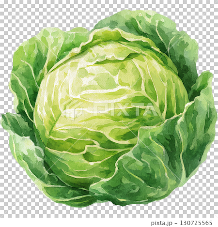 Watercolor cabbage illustration, vegetable material, PNG cutout 130725565