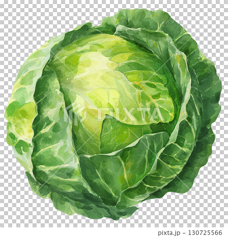 Watercolor cabbage illustration, vegetable material, PNG cutout Watercolor cabbage illustration, vegetable material, PNG cutout 130725566