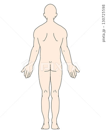 解剖学的正位　男性　背面　カラー 130725598