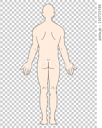 解剖学的正位　男性　背面　カラー 130725598