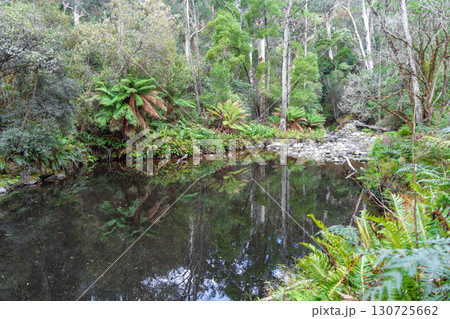 Cumberland River along Kalimna Falls trek, Great Ocean Road, Australia 130725662