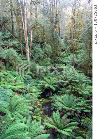 Lush ferns and eucalyptus trees in Great Otway National Park, Victoria, Australia 130725663