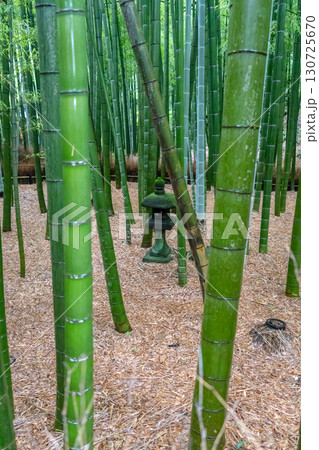 Bamboo forest at Hokoku-ji Shrine in Kamakura, Japan 130725670