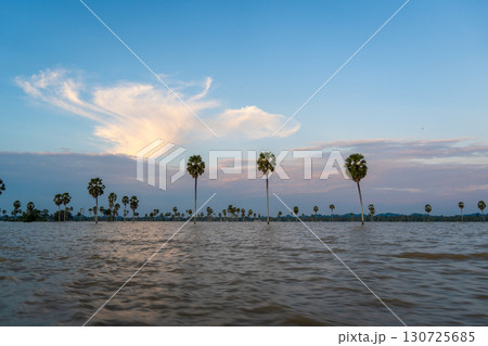 Borassus palms at sunset on Lake Tempe, Sulawesi, Indonesia Borassus palms at sunset on Lake Tempe, Sulawesi, Indonesia 130725685