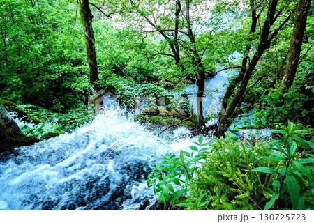 世界自然遺産の水辺を贅沢に散策 130725723