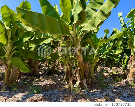 Banana tree with bunch of unripe bananas. Banana plantation with blue sky on sunny day. 130725730