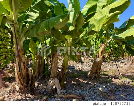 Banana tree with bunch of unripe bananas. Banana plantation with blue sky on sunny day. 130725732