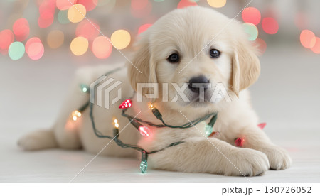 Golden Retriever puppy Christmas light festive adorable cute holiday bokeh playful indoor celebration. Golden Retriever puppy wrapped colorful Christmas light lying white floor with festive bokeh 130726052