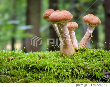 Honey mushrooms growing on a mossy log in a serene forest during Honey mushrooms growing on a mossy log in a serene forest during 130726345
