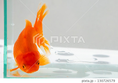 Oranda goldfish in aquarium fish tank close up 130726579