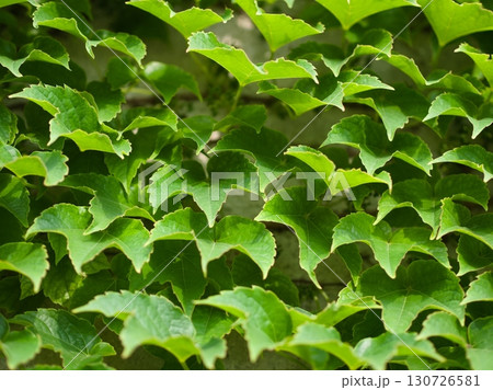 Green Virginia Creeper Leaves on a Wall Green Virginia Creeper Leaves on a Wall 130726581