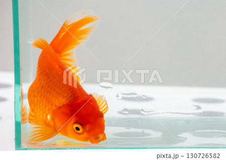 Oranda goldfish in aquarium fish tank close up 130726582