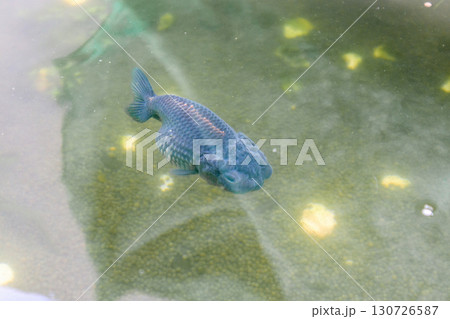Goldfish in aquarium fish pond close up 130726587