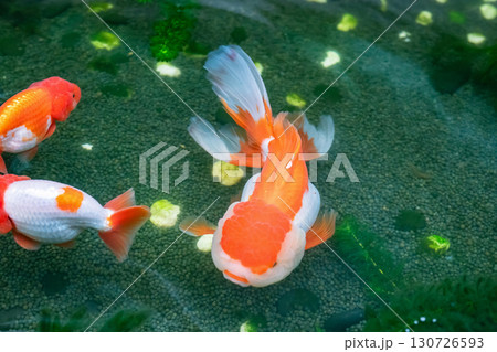 Goldfish in aquarium fish pond close up Goldfish in aquarium fish pond close up 130726593