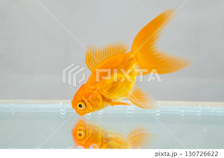 Oranda goldfish in aquarium fish tank close up 130726622