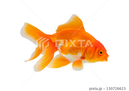 Oranda goldfish isolated on white background close up 130726623