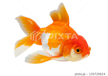 Oranda goldfish isolated on white background close up Oranda goldfish isolated on white background close up 130726624