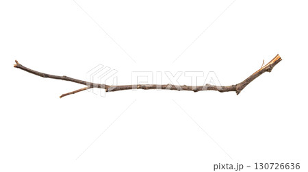 Dry tree branches isolated on white background Dry tree branches isolated on white background 130726636