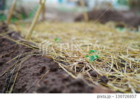 Closeup young little tree grows in the ground covered by the dried straw. 130726857