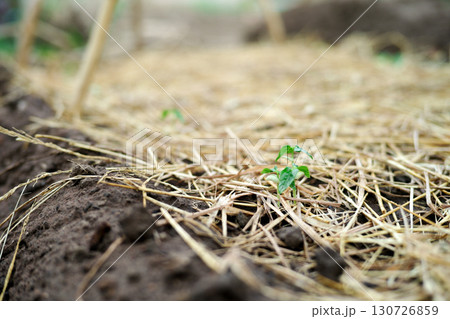 Closeup young little tree grows in the ground covered by the dried straw. 130726859