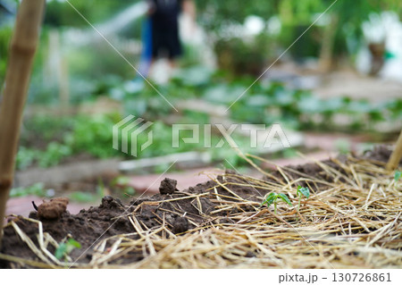 Closeup young little tree grows in the ground covered by the dried straw. with blurred plantation in background 130726861