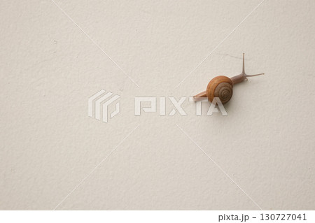 small snail on concrete floor close up 130727041