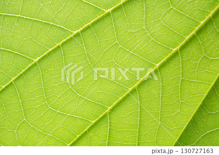 Natural plant green leaf texture surface background Natural plant green leaf texture surface background 130727163