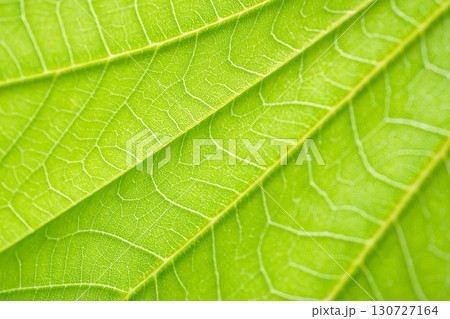 Natural plant green leaf texture surface background 130727164
