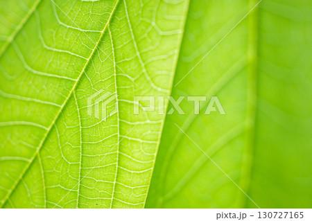 Natural plant green leaf texture surface background Natural plant green leaf texture surface background 130727165