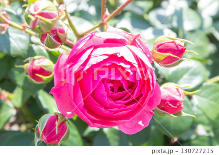 バラ（ポンポネッラ） 130727215