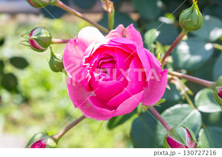 バラ（ポンポネッラ） 130727216