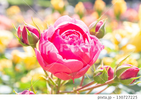 バラ（ポンポネッラ） 130727225