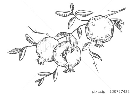 Vector Sketch of pomegranate in engraving style. Branch with southern fruits in engraving style. Linear illustration in black ink on white background. 130727422