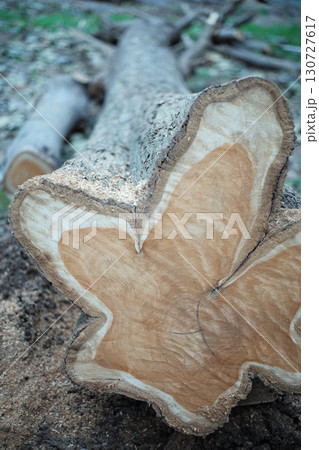 Closeup view on aged ring of wood stump after being cut down with sawdust on ground Closeup view on aged ring of wood stump after being cut down with sawdust on ground 130727617