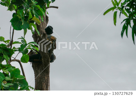 Back portrait arborist climbs the high tree and sits on the branch with clear sky background Back portrait arborist climbs the high tree and sits on the branch with clear sky background 130727629