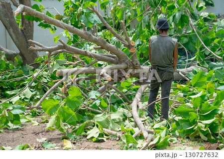Back portrait male arborist holds the chainsaw and looks at the big tree laying on the ground 130727632