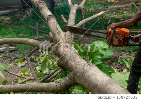 Closeup chainsaw cutting the log by chainsaw machine with sawdust fly around. 130727635