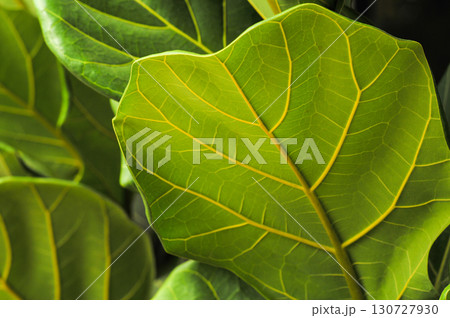 Closeup leaf of fiddle fig tree wiht blurred many leaves in background Closeup leaf of fiddle fig tree wiht blurred many leaves in background 130727930