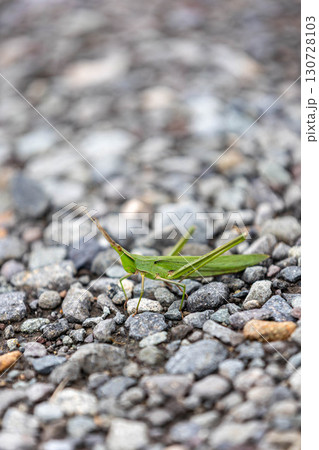 ショウリョウバッタ 130728103