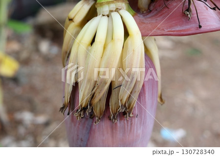 Close up banana blossom row. Close up banana blossom row. 130728340