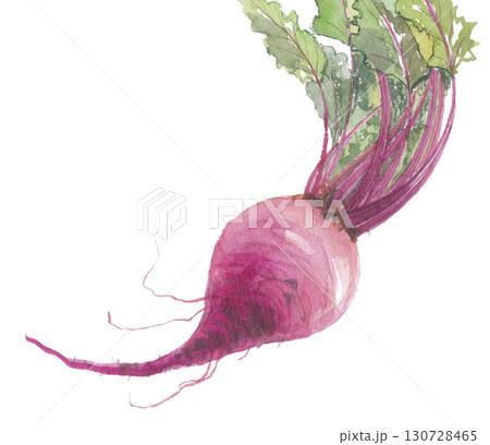 水彩で描いたビーツ　ビート 130728465