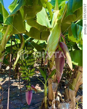 Banana tree with bunch of unripe bananas. Banana plantation with blue sky on sunny day. 130728727