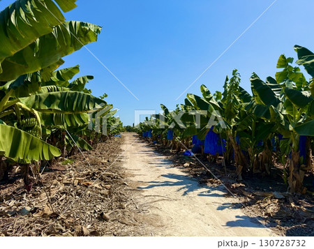 Banana tree with bunch of unripe bananas. Banana plantation with blue sky on sunny day. Banana tree with bunch of unripe bananas. Banana plantation with blue sky on sunny day. 130728732
